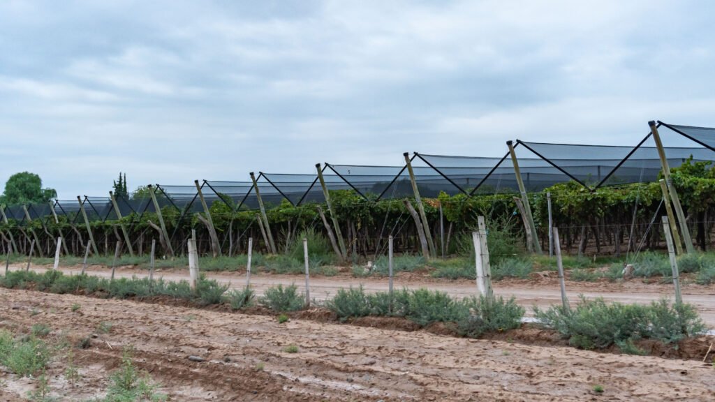 mappa visita zuelo zuccardi mendoza (2)