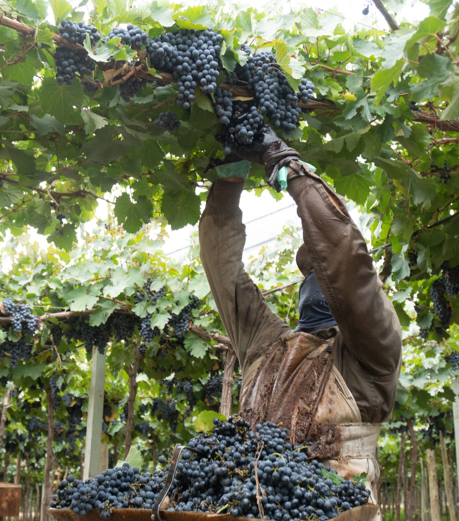 mappa visita zuelo zuccardi mendoza recurso