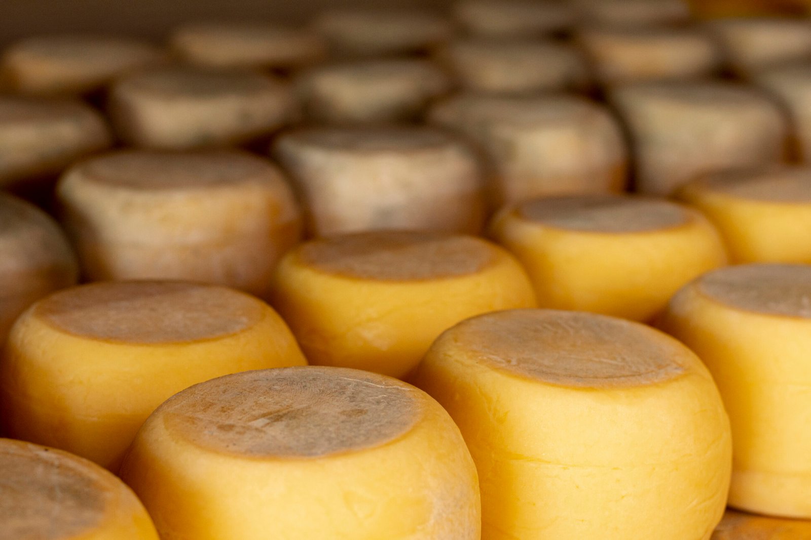 variedad de ruedas de queso rustico