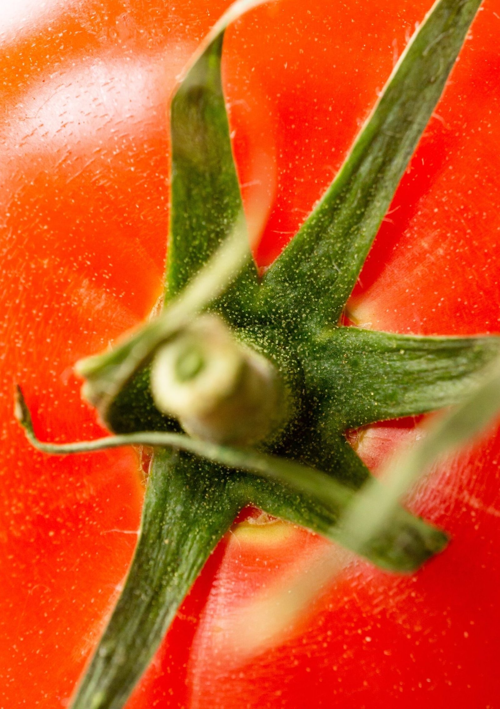 a vertical closeup shot of a fresh raw tomato with its green leaf
