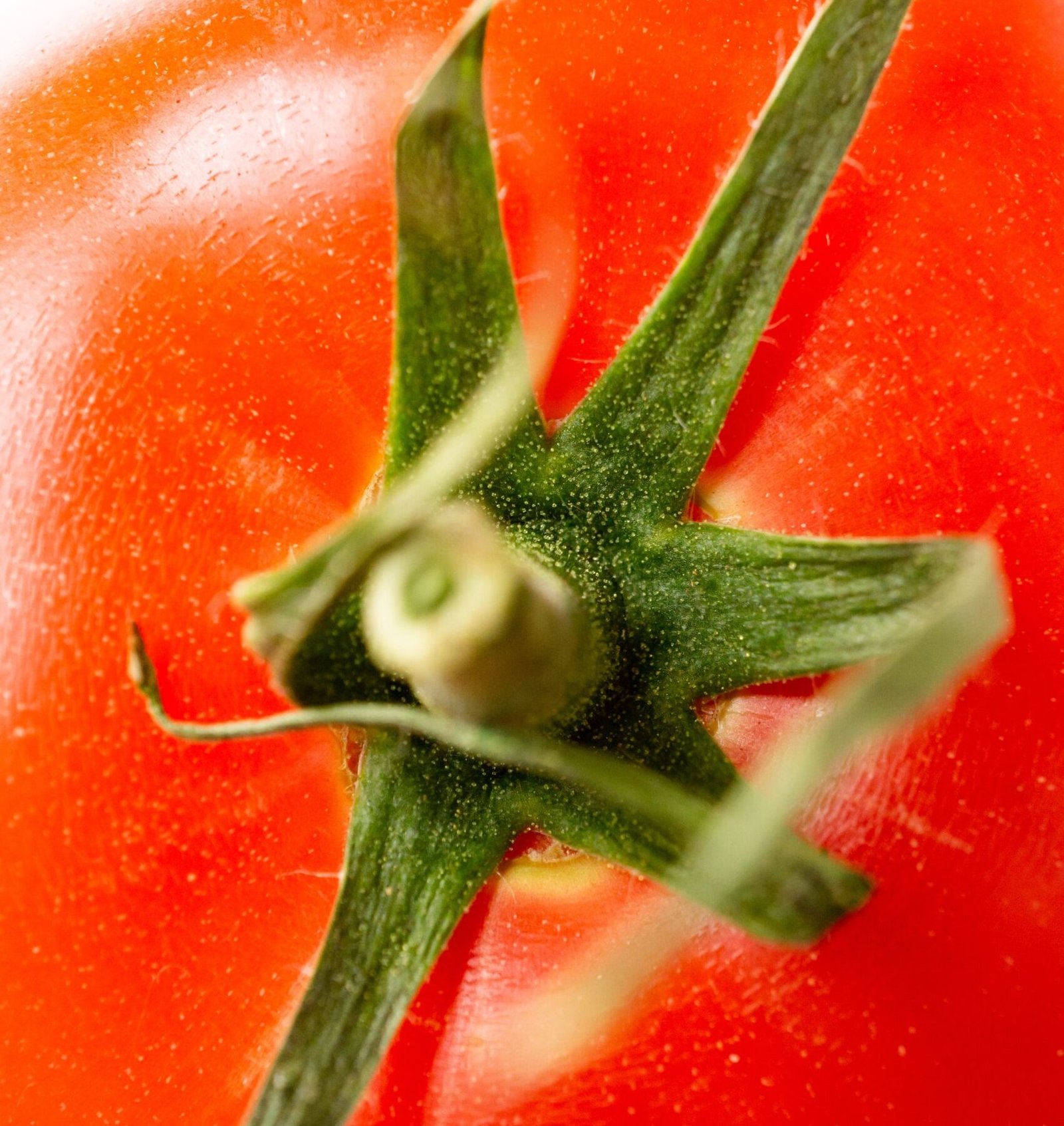 vertical closeup shot of a fresh raw tomato with its green leaf